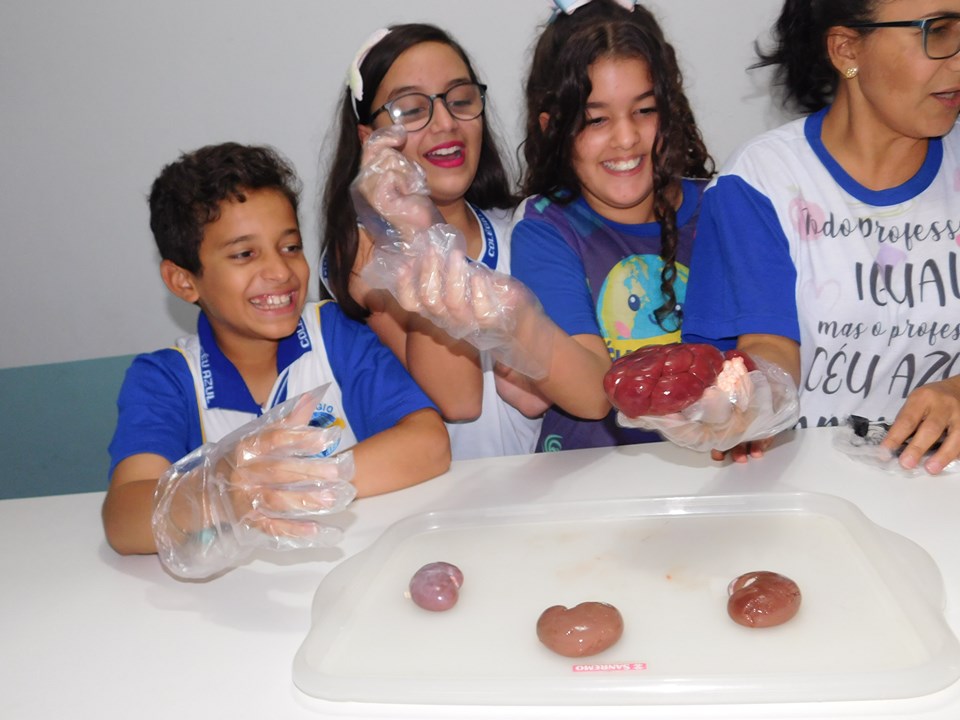 Ensino Fundamental I Conhecendo e aprendendo! O cérebro e o rim fizeram sucesso entre os educandos